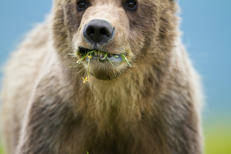 Grizzly Bear Cub